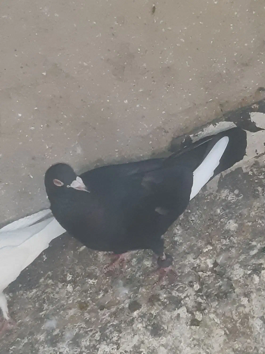 کبوتر|پرنده|بروجرد, |دیوار