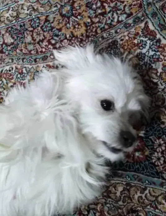 گمشده|حیوانات|کرمانشاه, |دیوار