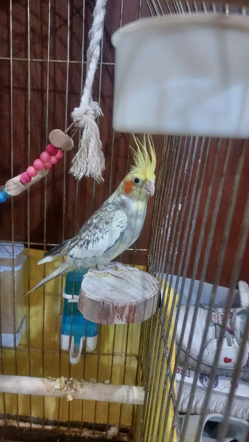 پرنده|پرنده|رودهن, |دیوار