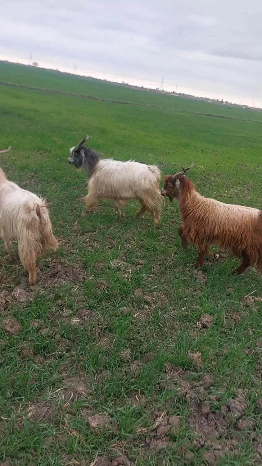 نر بز|حیوانات مزرعه|خان ببین, |دیوار