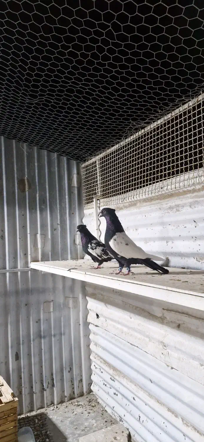 کبوتر سینه سیاه|پرنده|لار, |دیوار