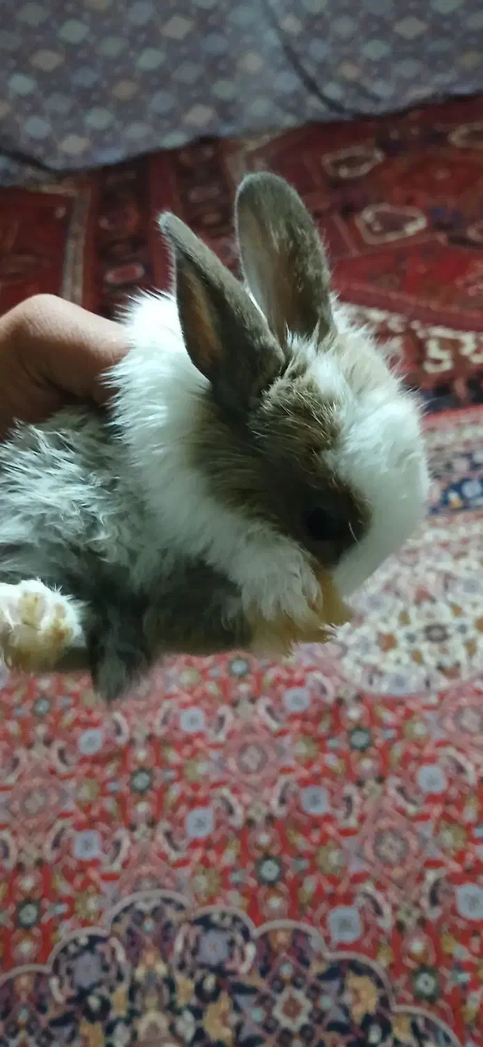 خرگوش|موش و خرگوش|ایلخچی, |دیوار