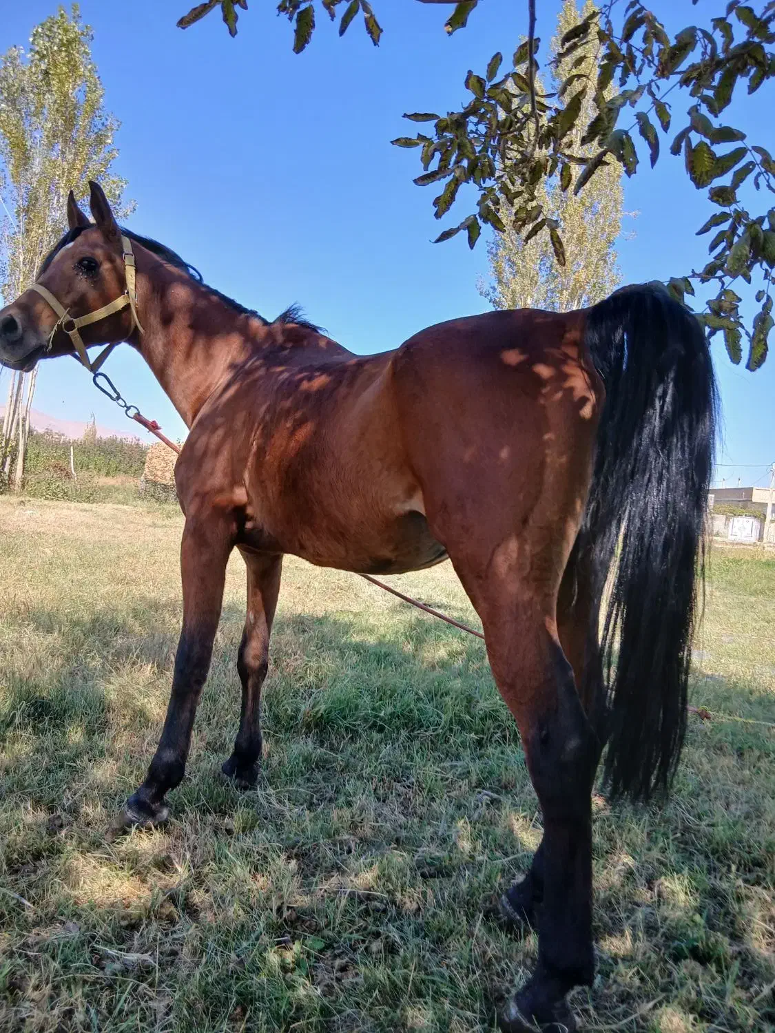 4تا اسب فروش فوری|اسب و تجهیزات اسب‌سواری|ارومیه, |دیوار