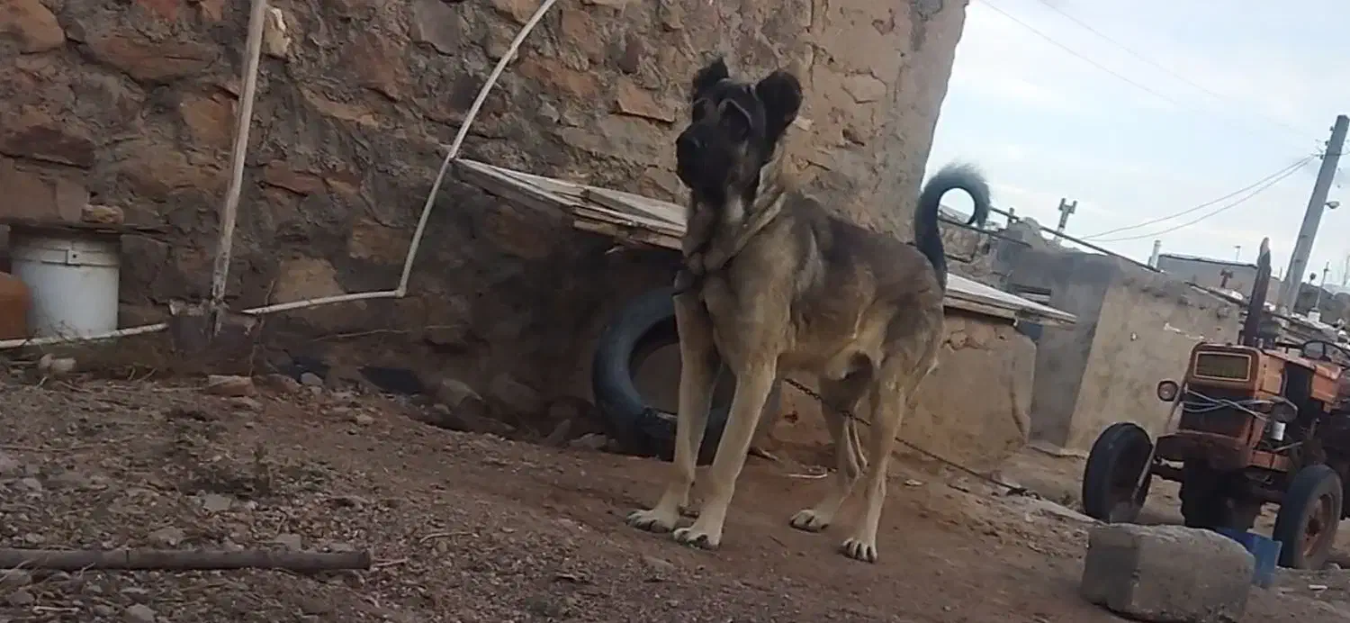 سگ سرابی|سگ|بستان آباد, |دیوار