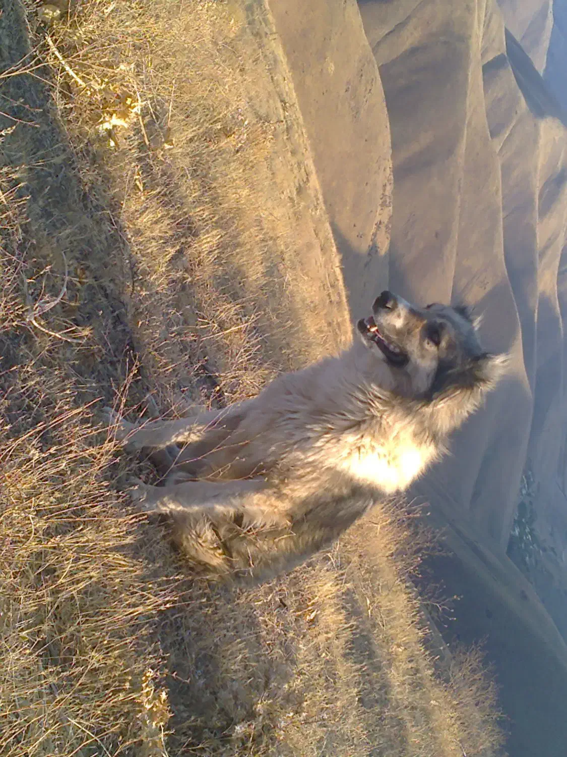 سگ گله ای|سگ|سنندج, |دیوار