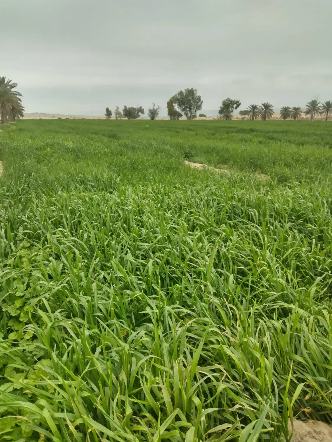 زمین کشاورزی خاک مرقوب|اجارهٔ دفتر صنعتی، کشاورزی، تجاری|امیدیه, |دیوار