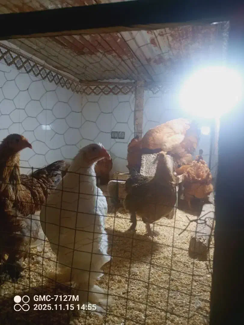 فروش تخم مرغ برهمااصیل|حیوانات مزرعه|اهواز, شهدای انتظامی|دیوار