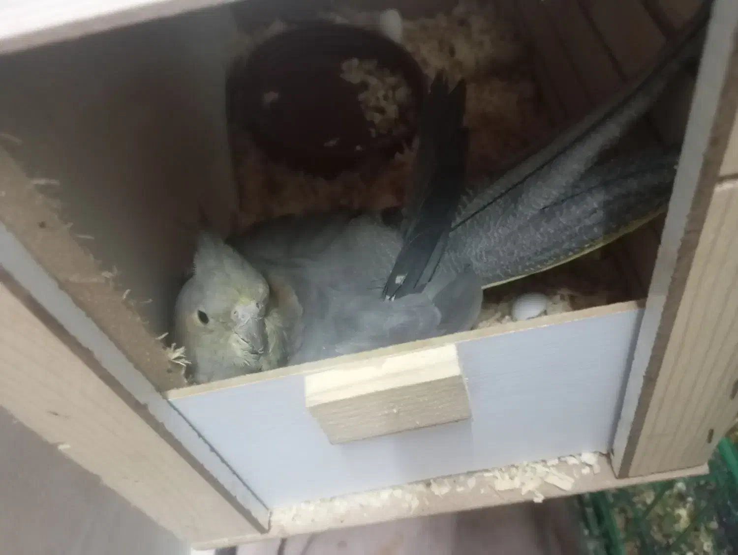 عروس هلندی|پرنده|قدس, شهرقدس|دیوار