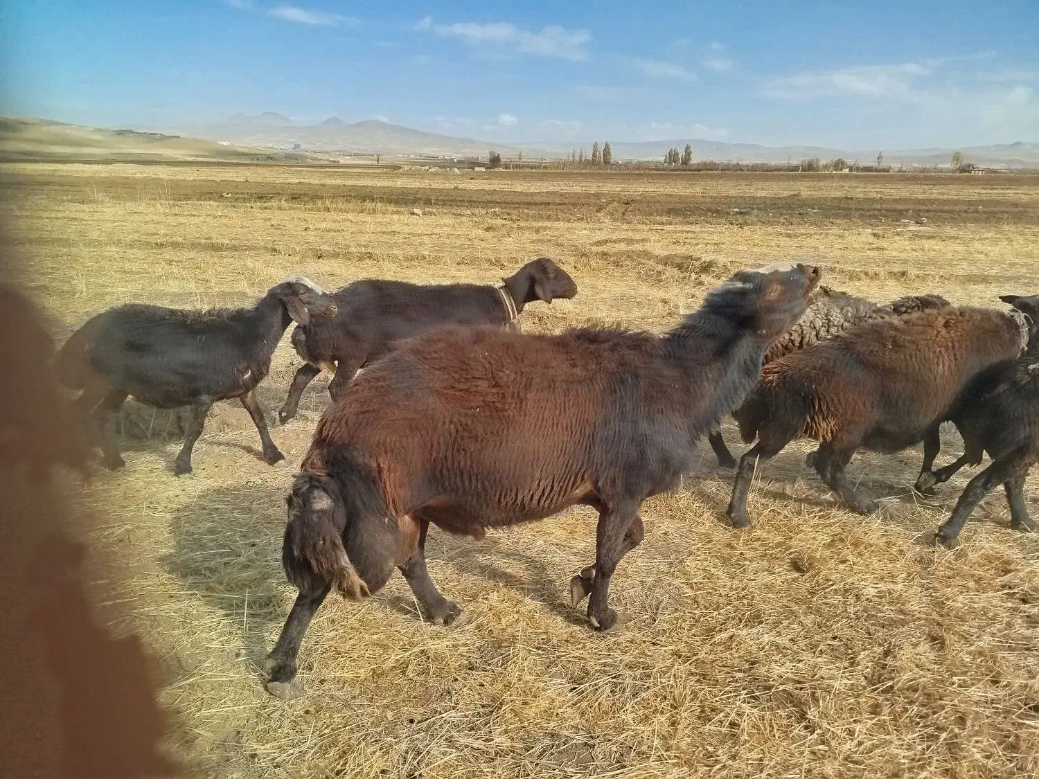 قوچ میش بره|حیوانات مزرعه|الیگودرز, |دیوار