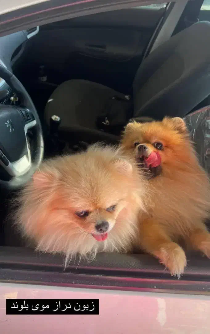 سگ پامر خرسی|سگ|محمدشهر, همایون ویلا|دیوار