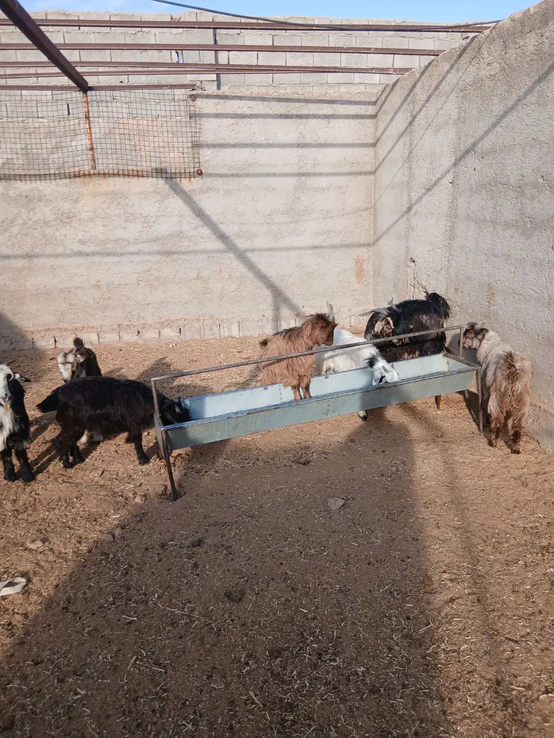 فروش بزغاله|حیوانات مزرعه|نجف‌آباد, حومه نجف آباد|دیوار