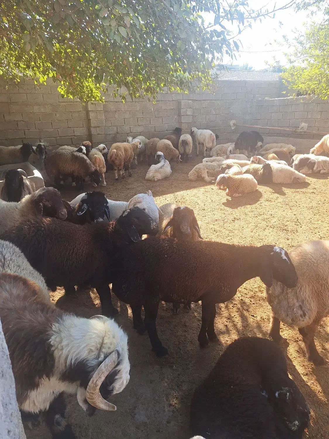 بره چاق برای قصاب بع فروش میرسد|حیوانات مزرعه|کوه چنار, |دیوار