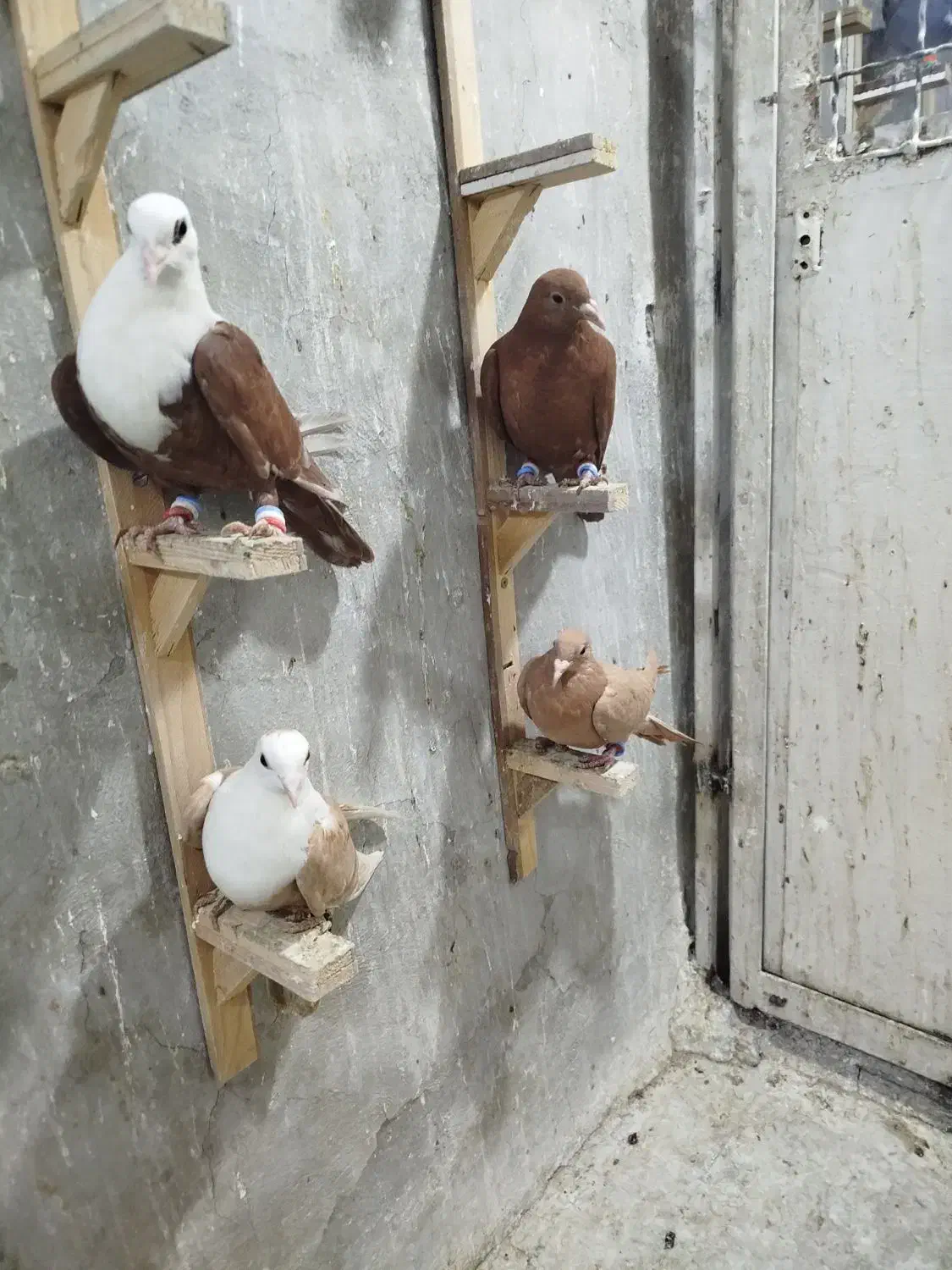 چهار عدد جوجه زرد و سرخ وکلاغ|پرنده|تربت‌حیدریه, باغ ملی|دیوار