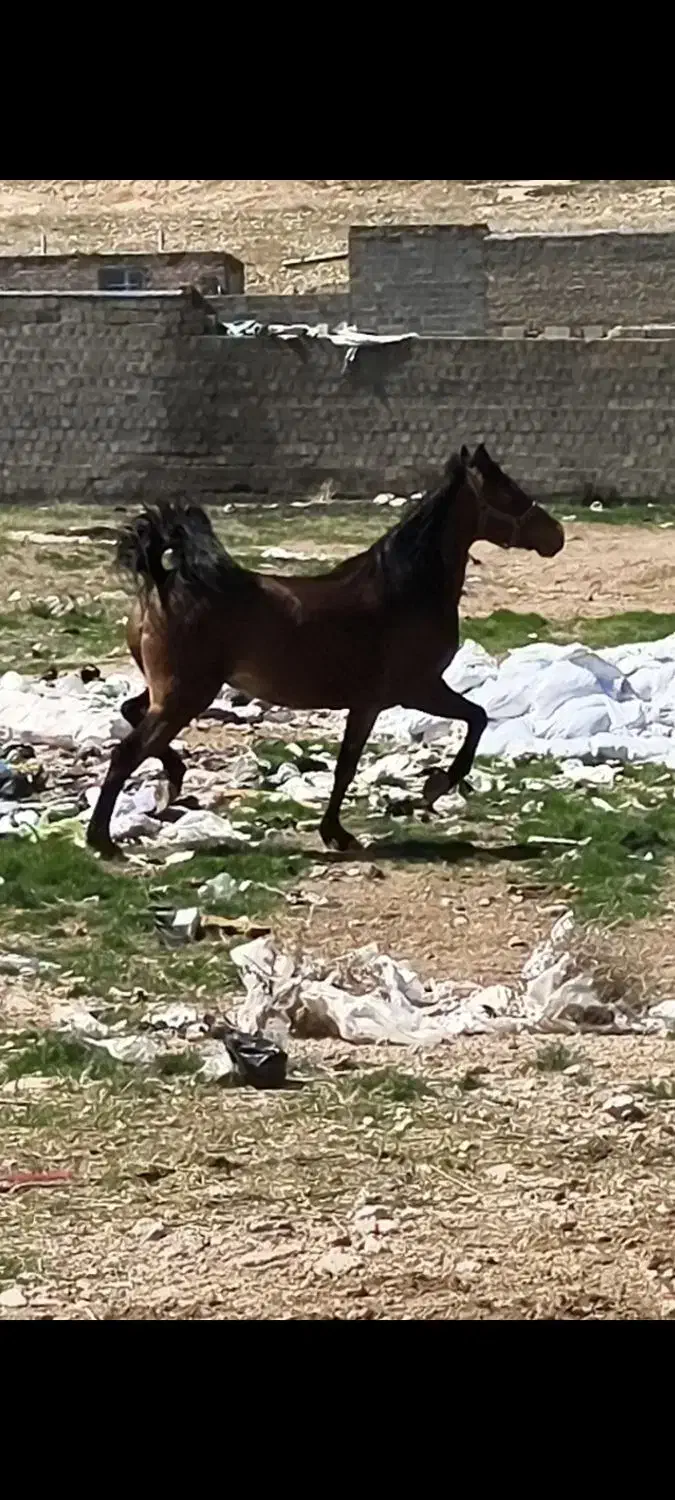 مادیان و کره مادیان نژاد کورد|اسب و تجهیزات اسبسواری|بوکان, |دیوار