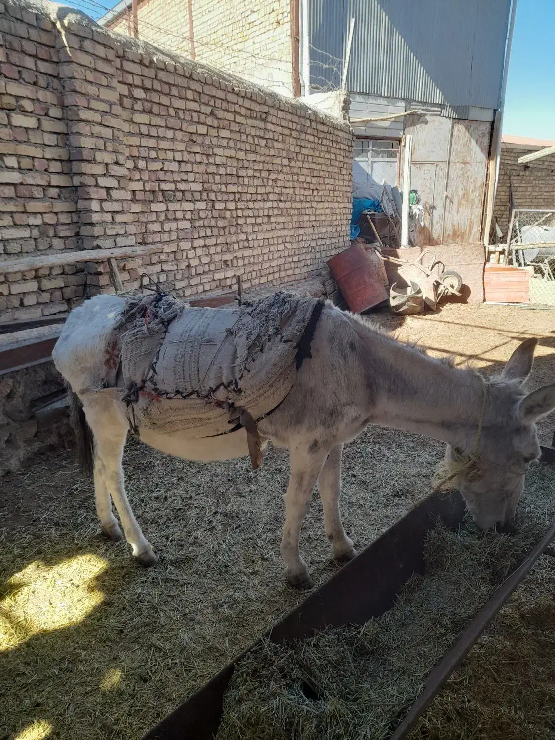 بک راس اولاغ|حیوانات مزرعه|آبگرم, |دیوار