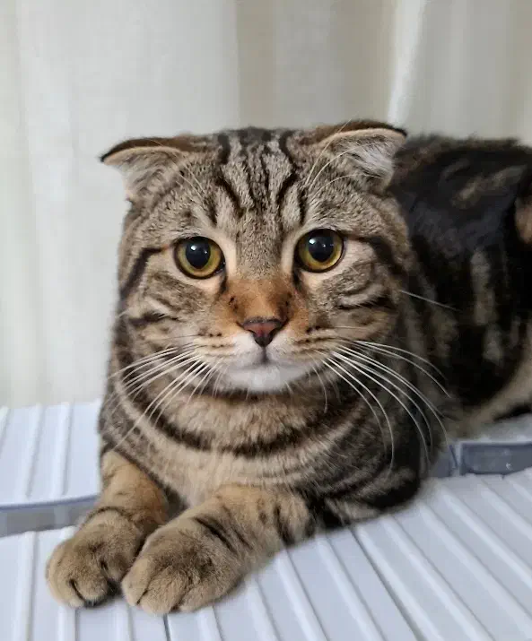 گربه نژاد دار|گربه|گلبهار, شهر جدید گلبهار|دیوار