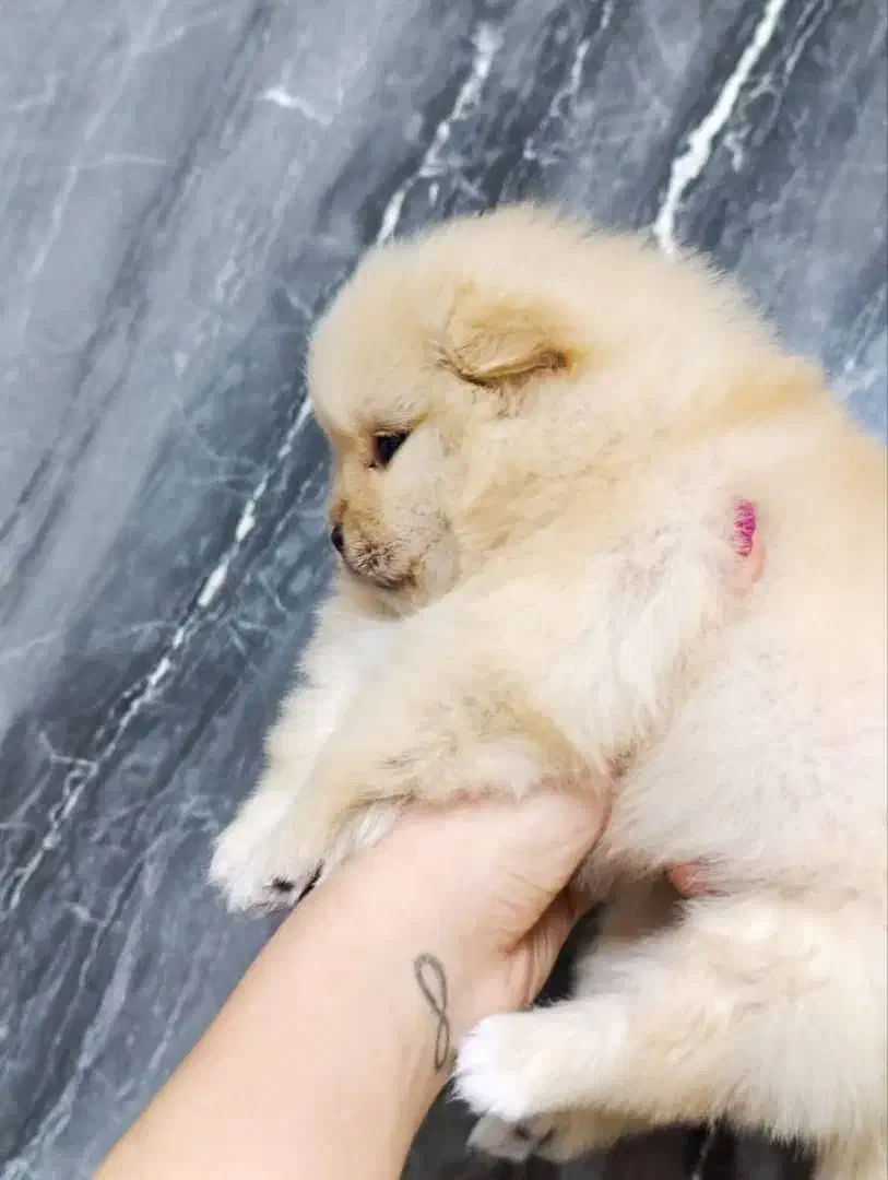 پامر خرسی ماده|سگ|بندرعباس, |دیوار