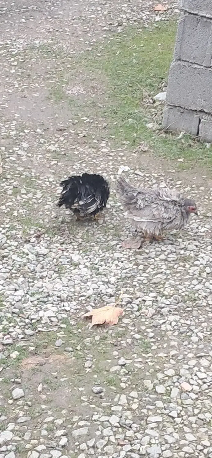 فروش یک جفت مرغ مینیاتوری|حیوانات مزرعه|نوشهر, |دیوار