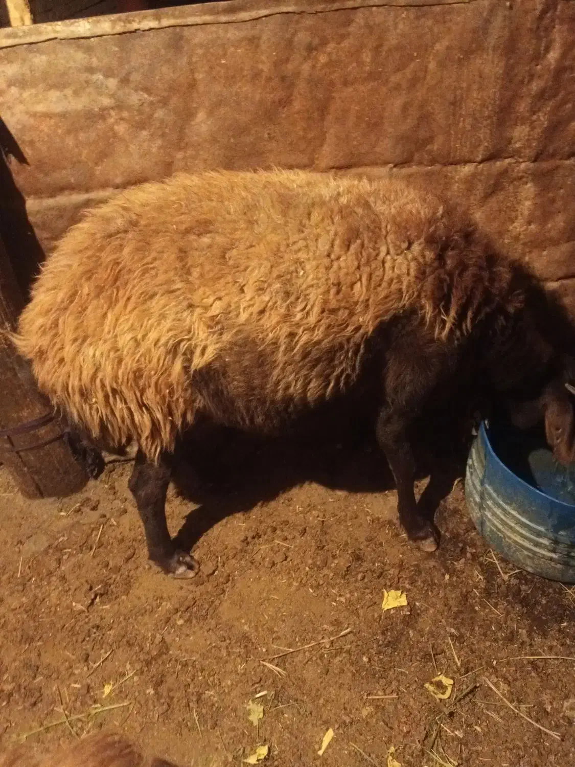 یک عدد گوسفند قربانی|حیوانات مزرعه|صومای برادوست, |دیوار