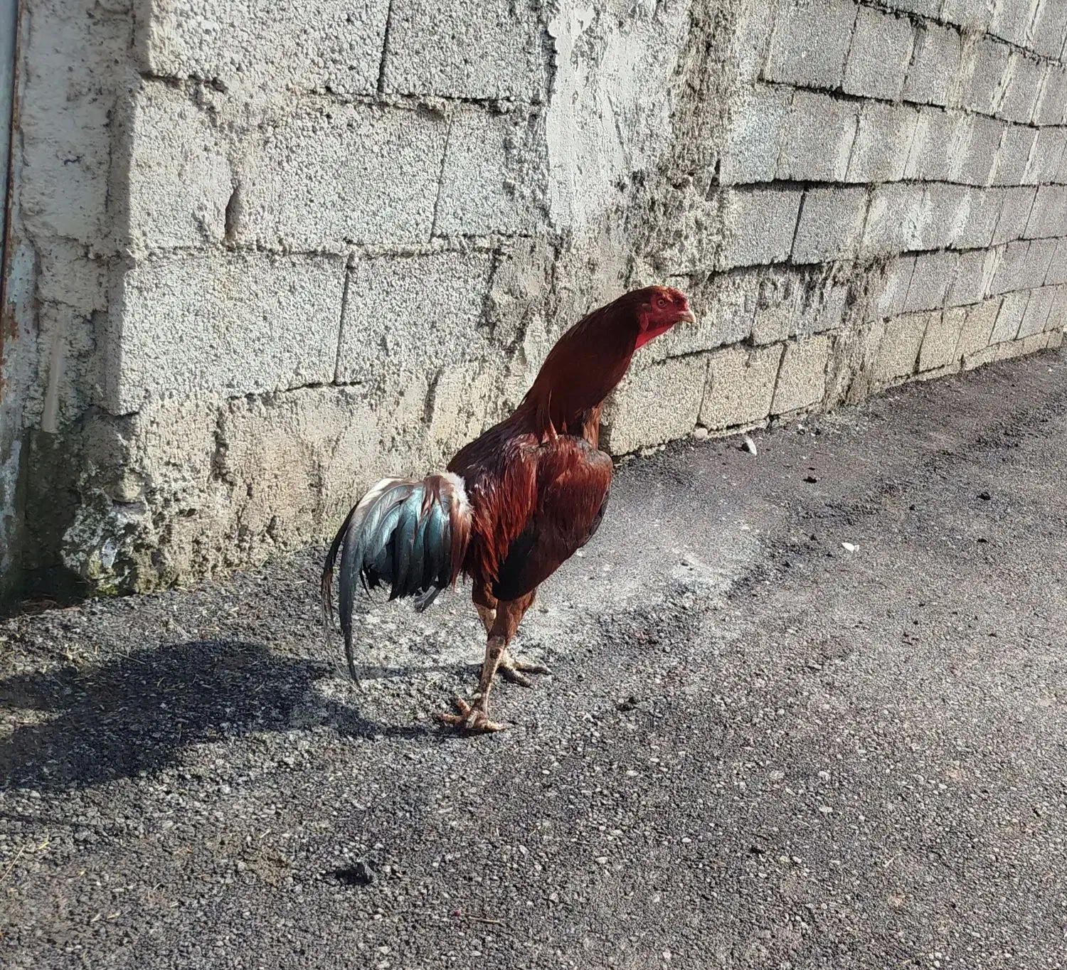 خروس لاری|خوردنی و آشامیدنی|رشت, آزادگان|دیوار