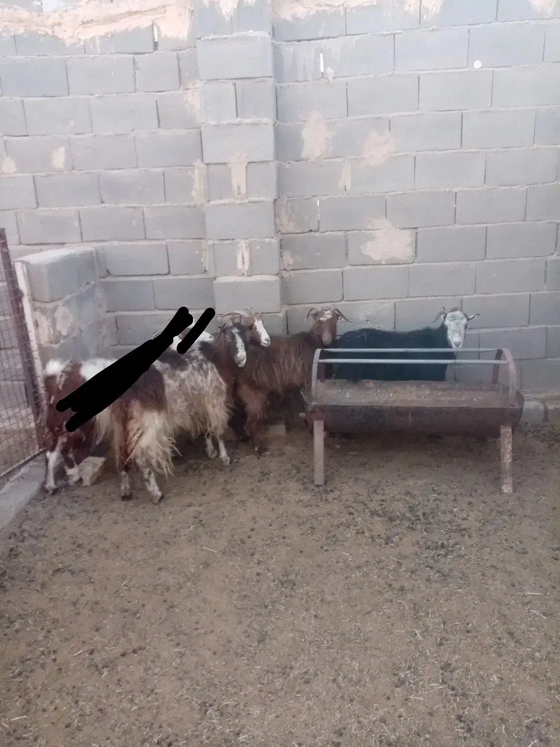 بز بومی|حیوانات مزرعه|میبد, |دیوار