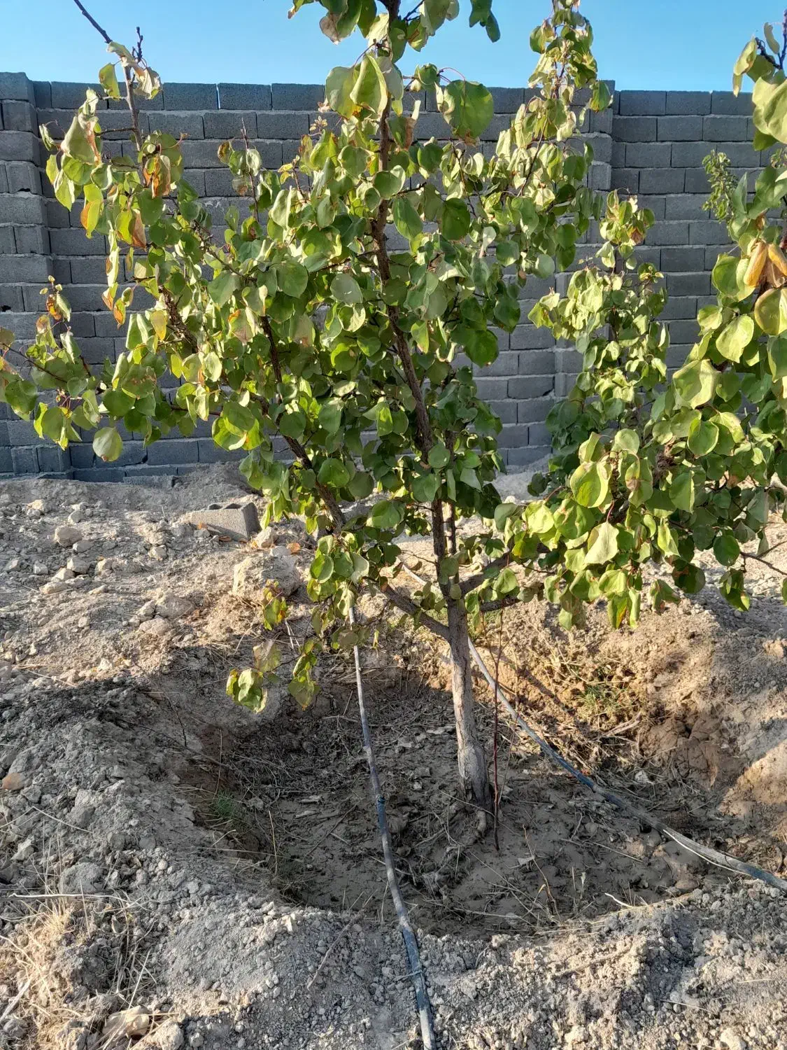 ۲۵۰متر درختی باغ و باغچه متراژ های مختلف  سندتکبرگ|فروش زمین و ملک کلنگی|شهریار, شهریار|دیوار