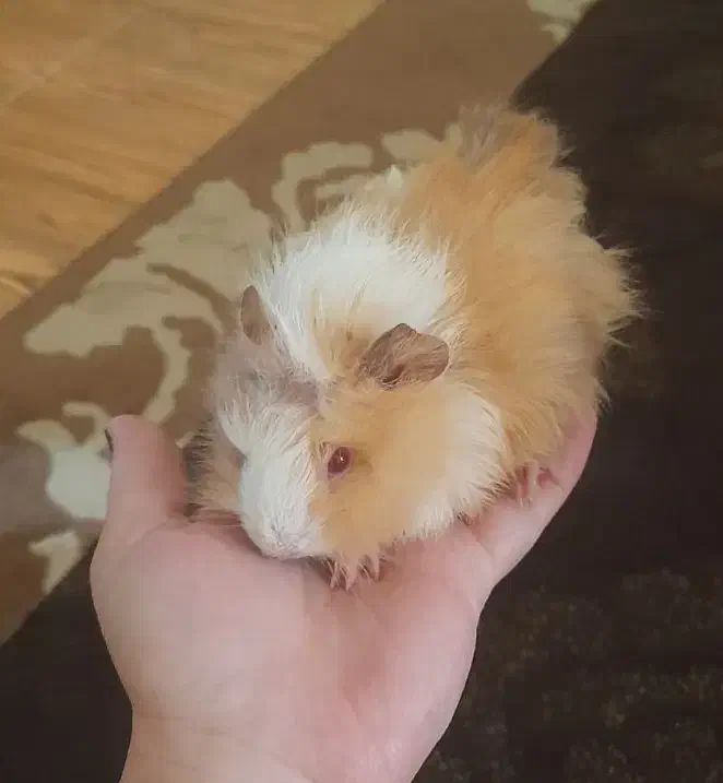 بچه خوکچه|موش و خرگوش|فومن, |دیوار