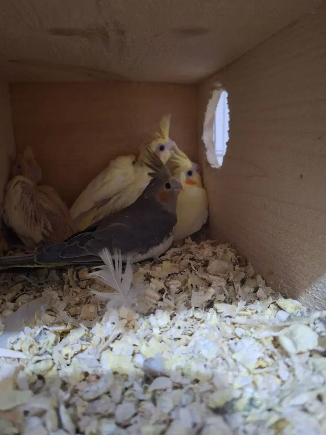 جوجه عروس هلندی|پرنده|ساری, |دیوار