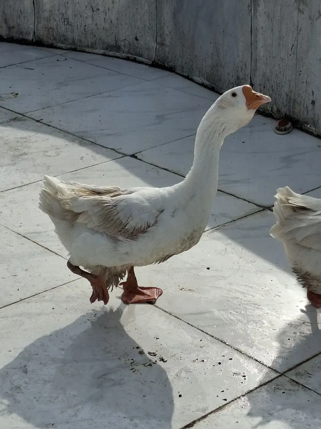 دو عدد قو غاز نر لیندا اصیل|حیوانات مزرعه|آمل, |دیوار