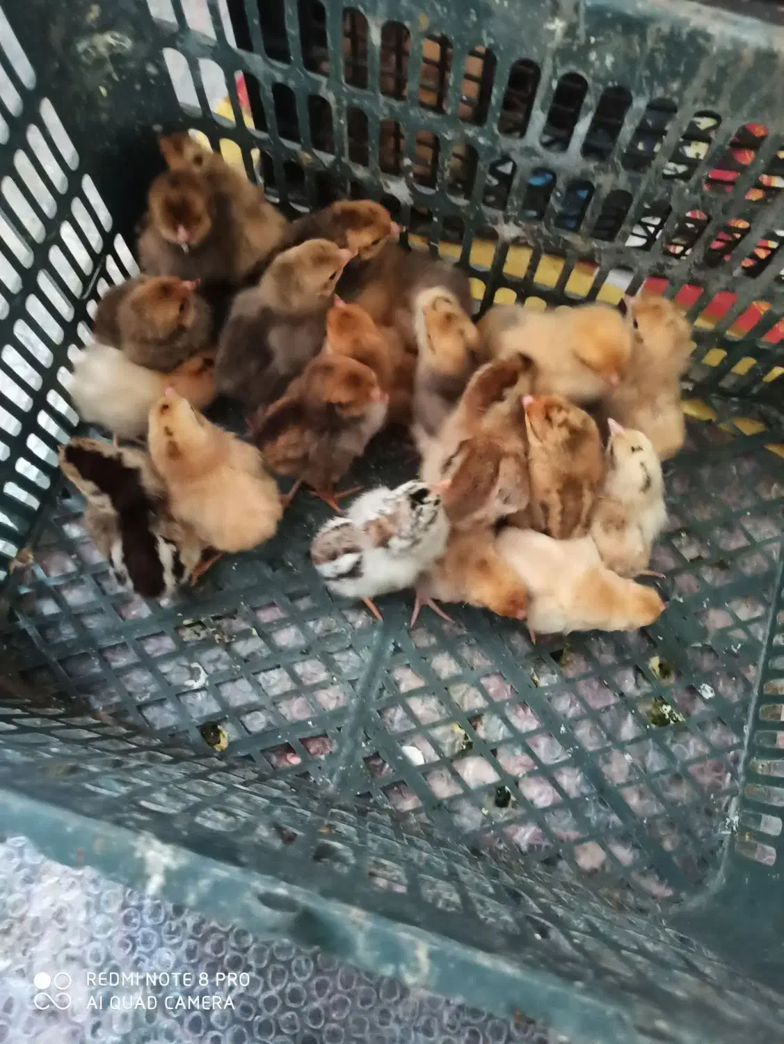 جوجه|حیوانات مزرعه|زابل, |دیوار