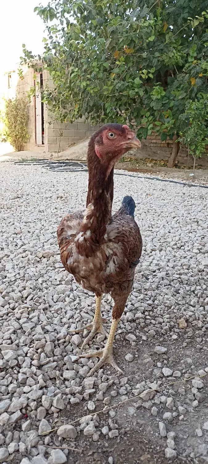 سیسسی|پرنده|سرپل ذهاب, |دیوار