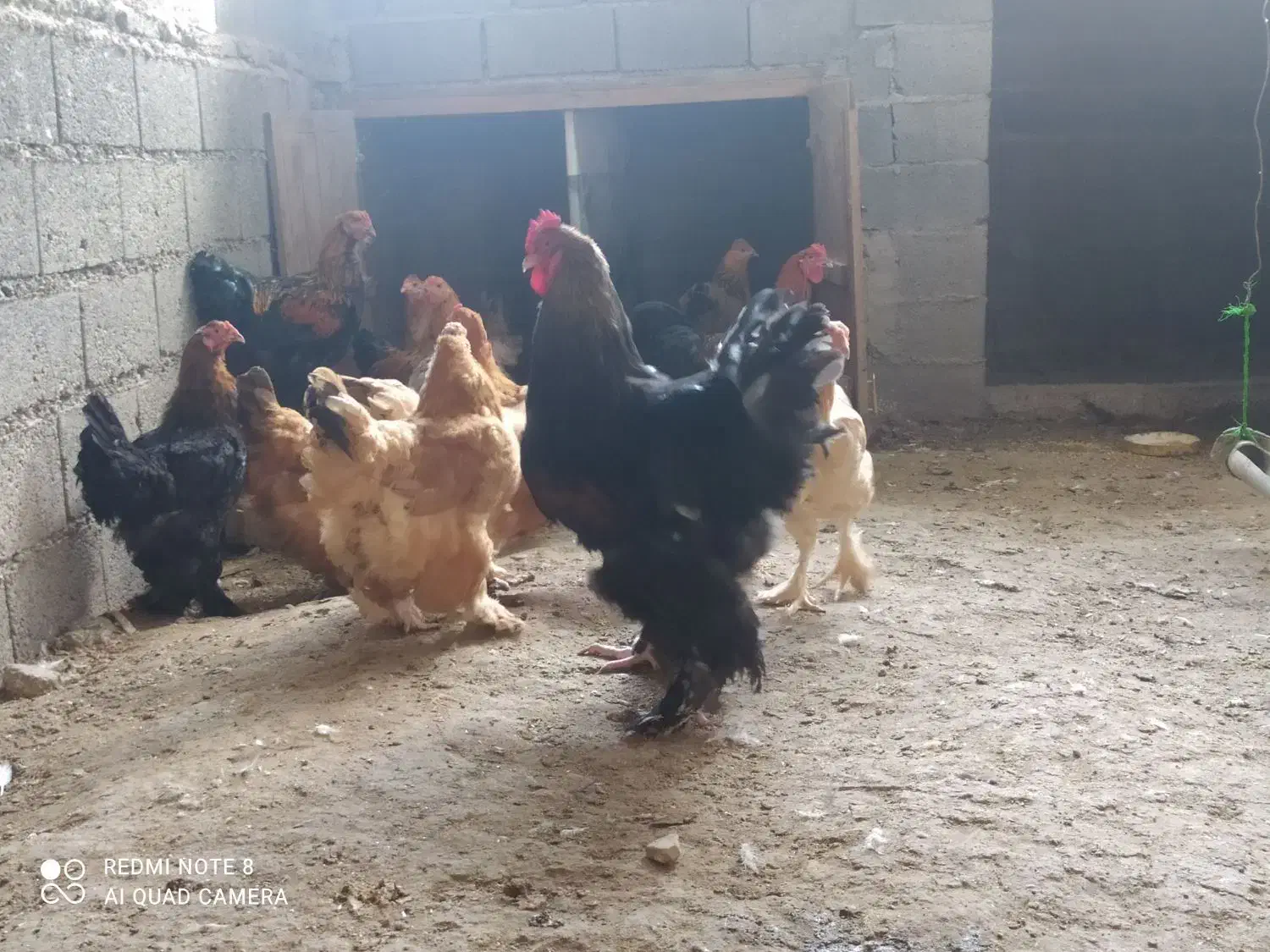 فروش تخم نطفه دار برهما|حیوانات مزرعه|نوشهر, |دیوار