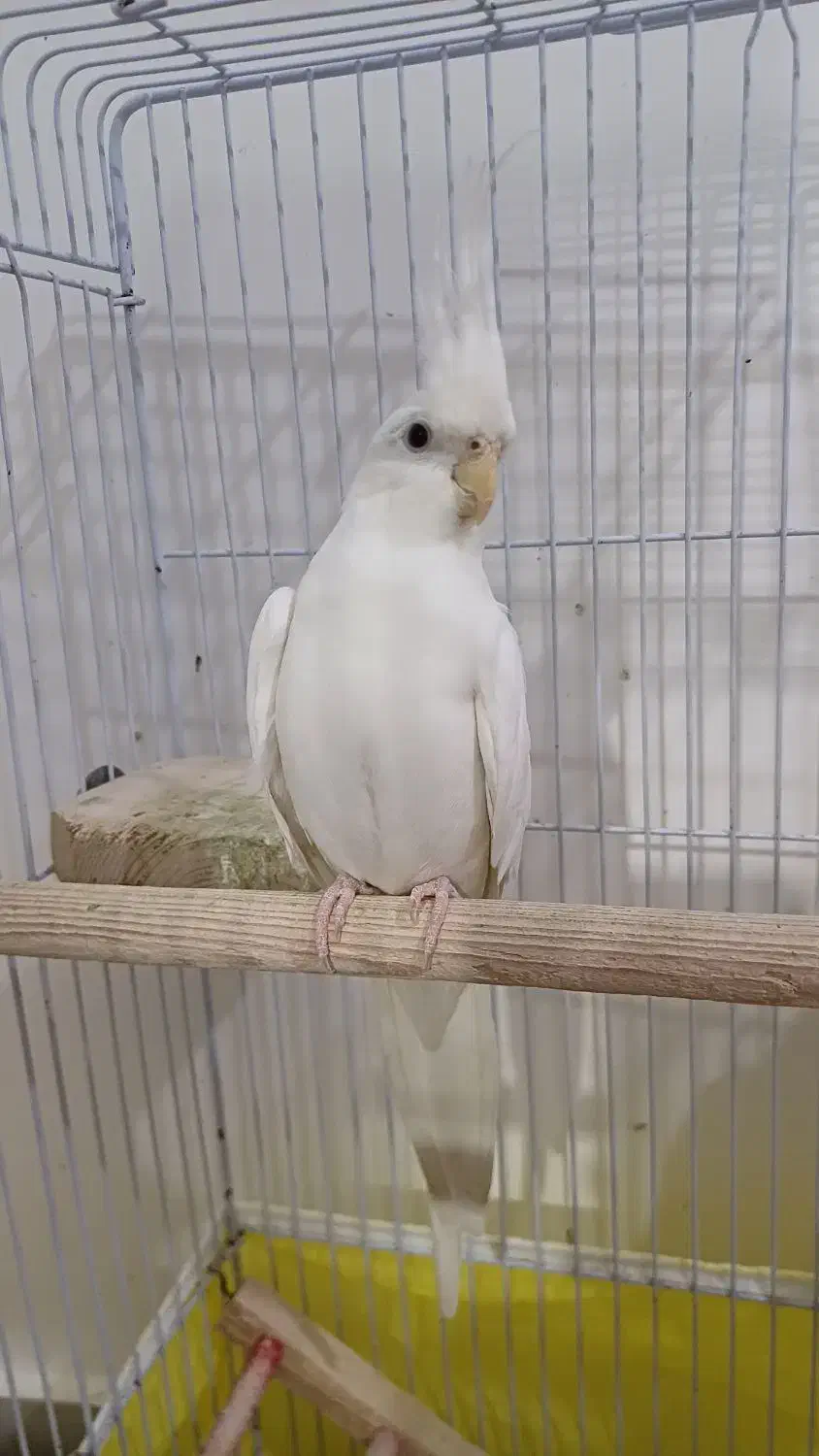 عروس هلندی آلبینو|پرنده|رشت, ولکس|دیوار