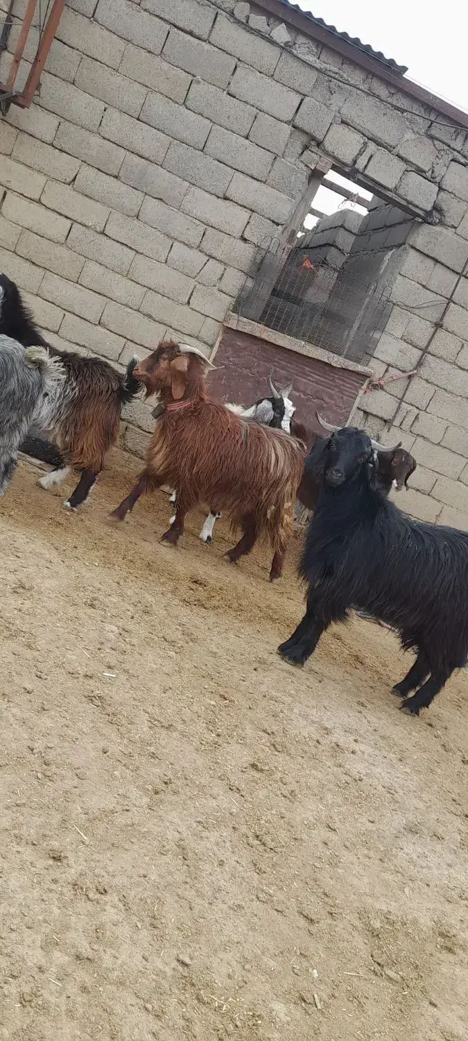 بز‌نر‌‌‌‌‌شیرکان|حیوانات مزرعه|همدان, |دیوار