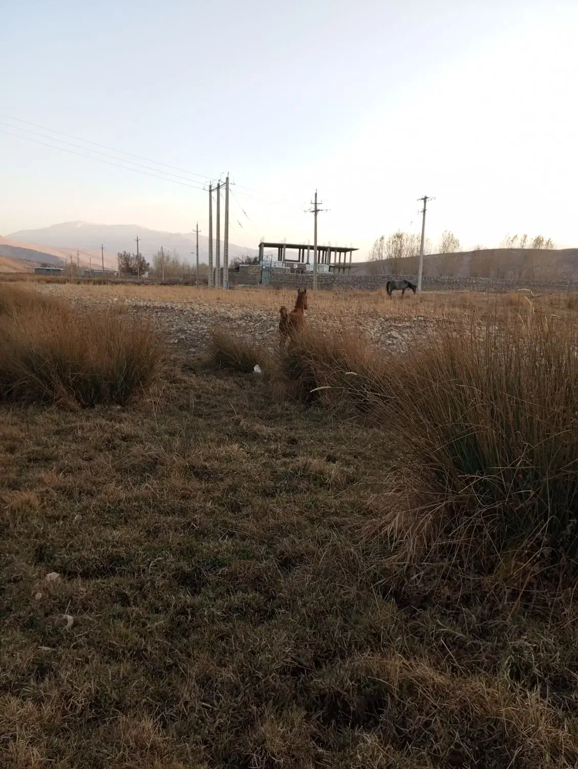 کره اسب|حیوانات مزرعه|کوهرنگ, |دیوار