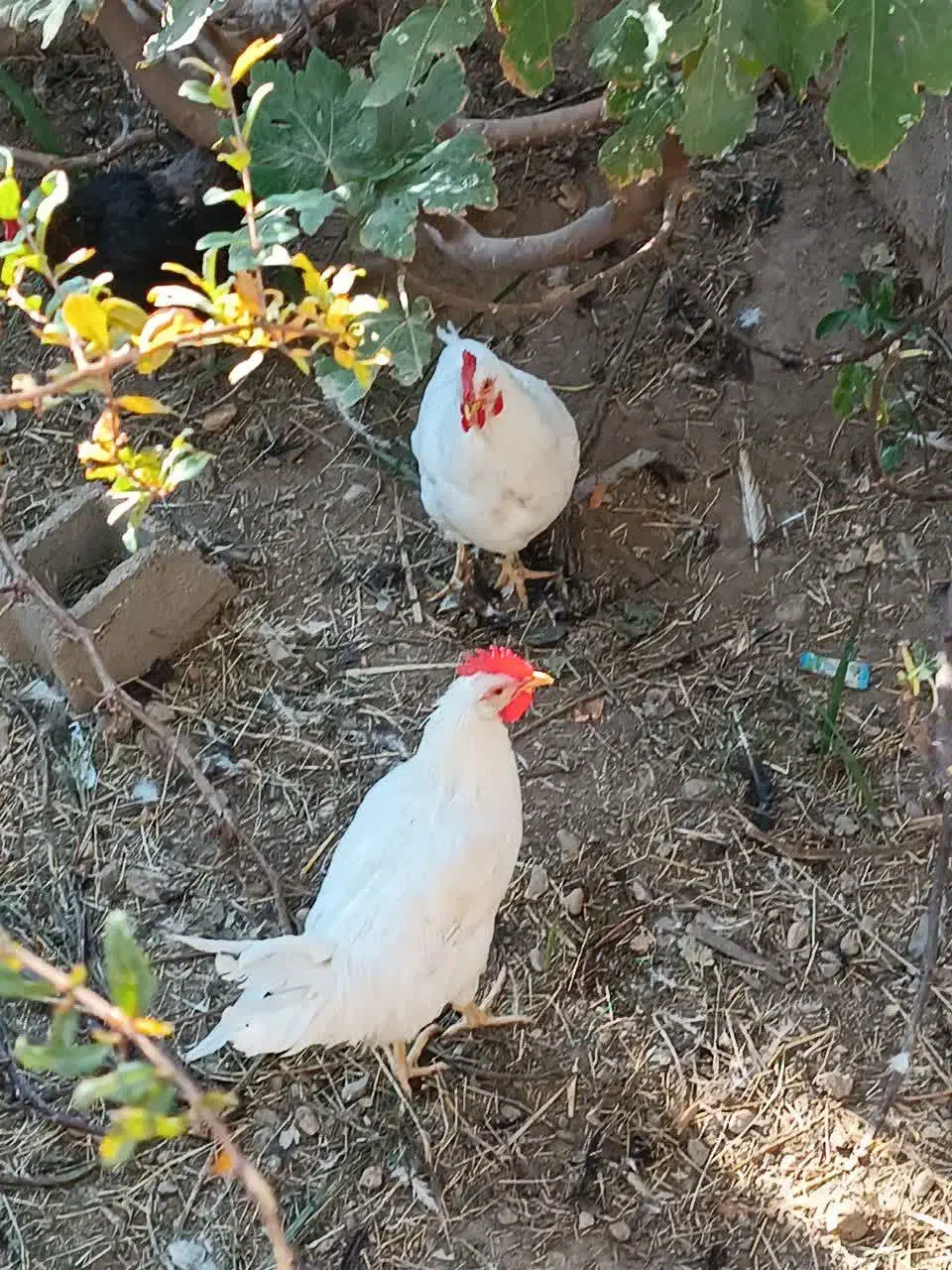 خروس فروشی ۳۵۰ تومن|حیوانات مزرعه|طبس, |دیوار