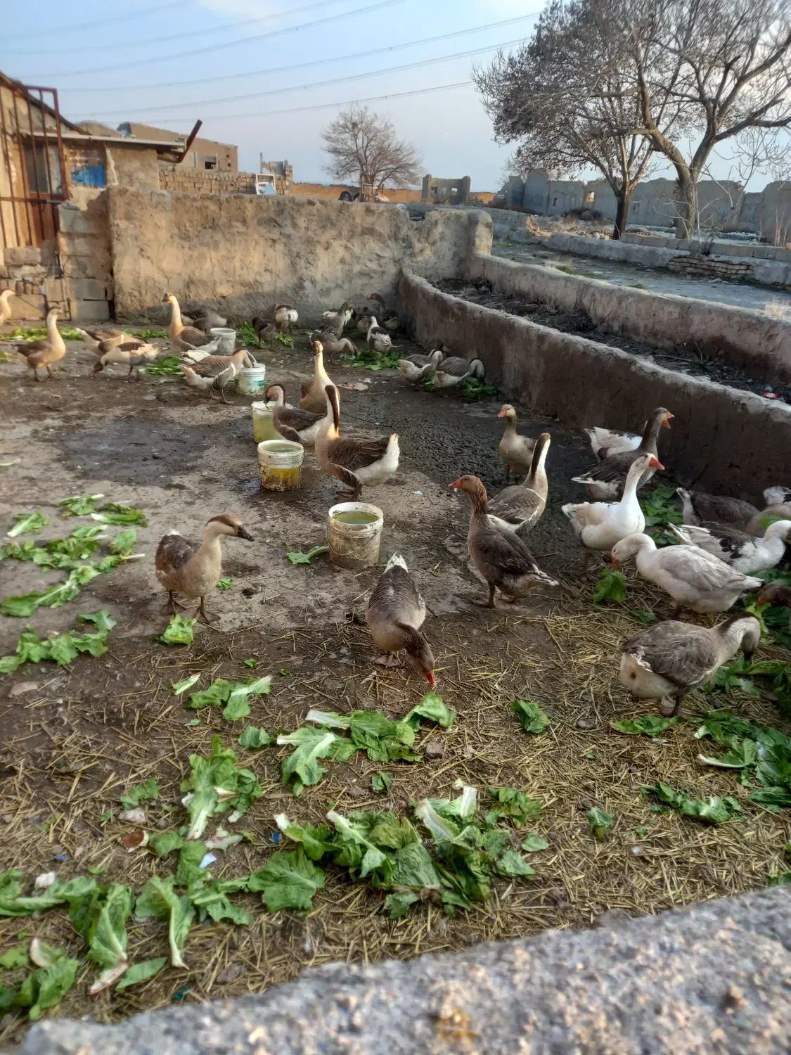 فروش غاز و قوغاز محلی|حیوانات مزرعه|آبیک, |دیوار