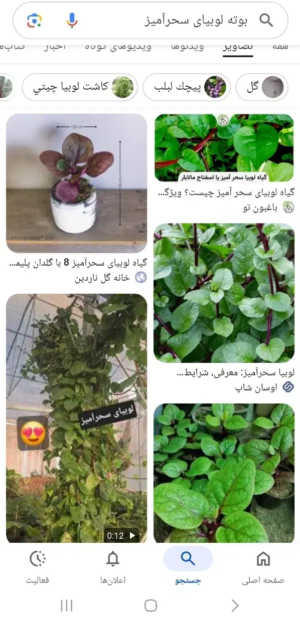 گیاه لوبیای سحرآمیز|گل و گیاه طبیعی|یزد, |دیوار