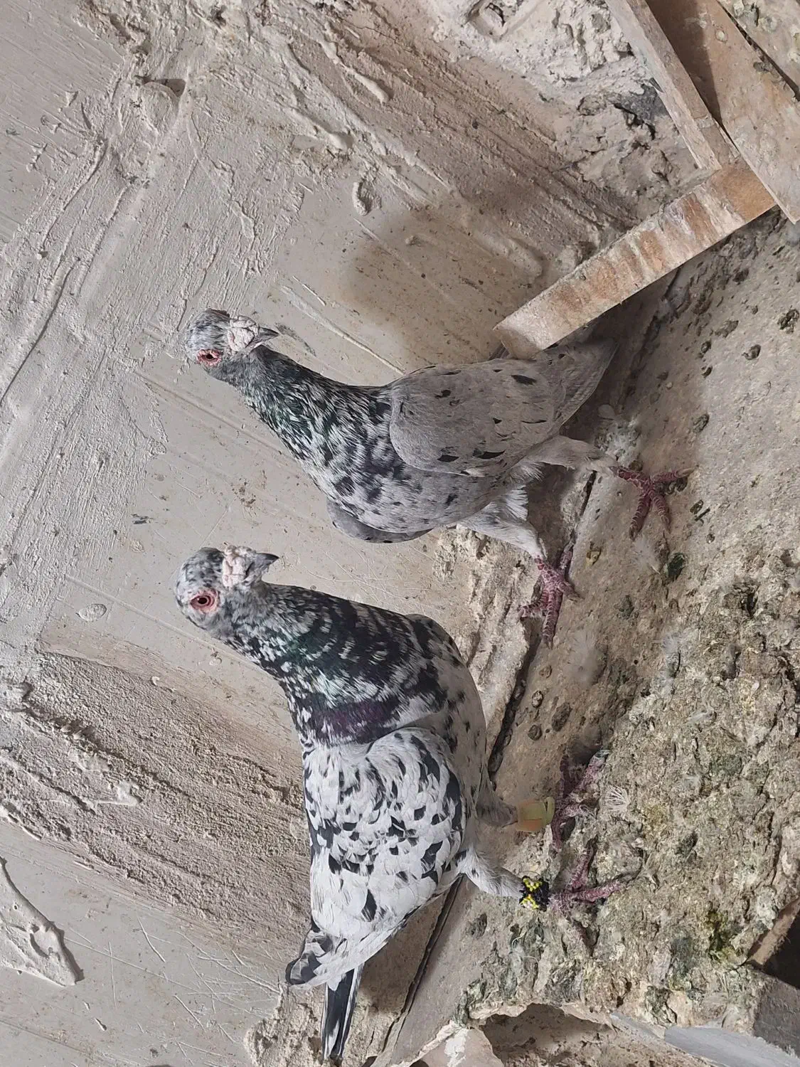 کفتر سار|پرنده|تربت‌حیدریه, پائین ولایت|دیوار