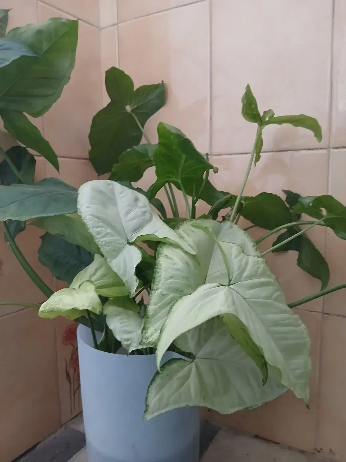 گیاه سینگونیوم & گوش گرگی|گل و گیاه طبیعی|اصفهان, سرچشمه|دیوار