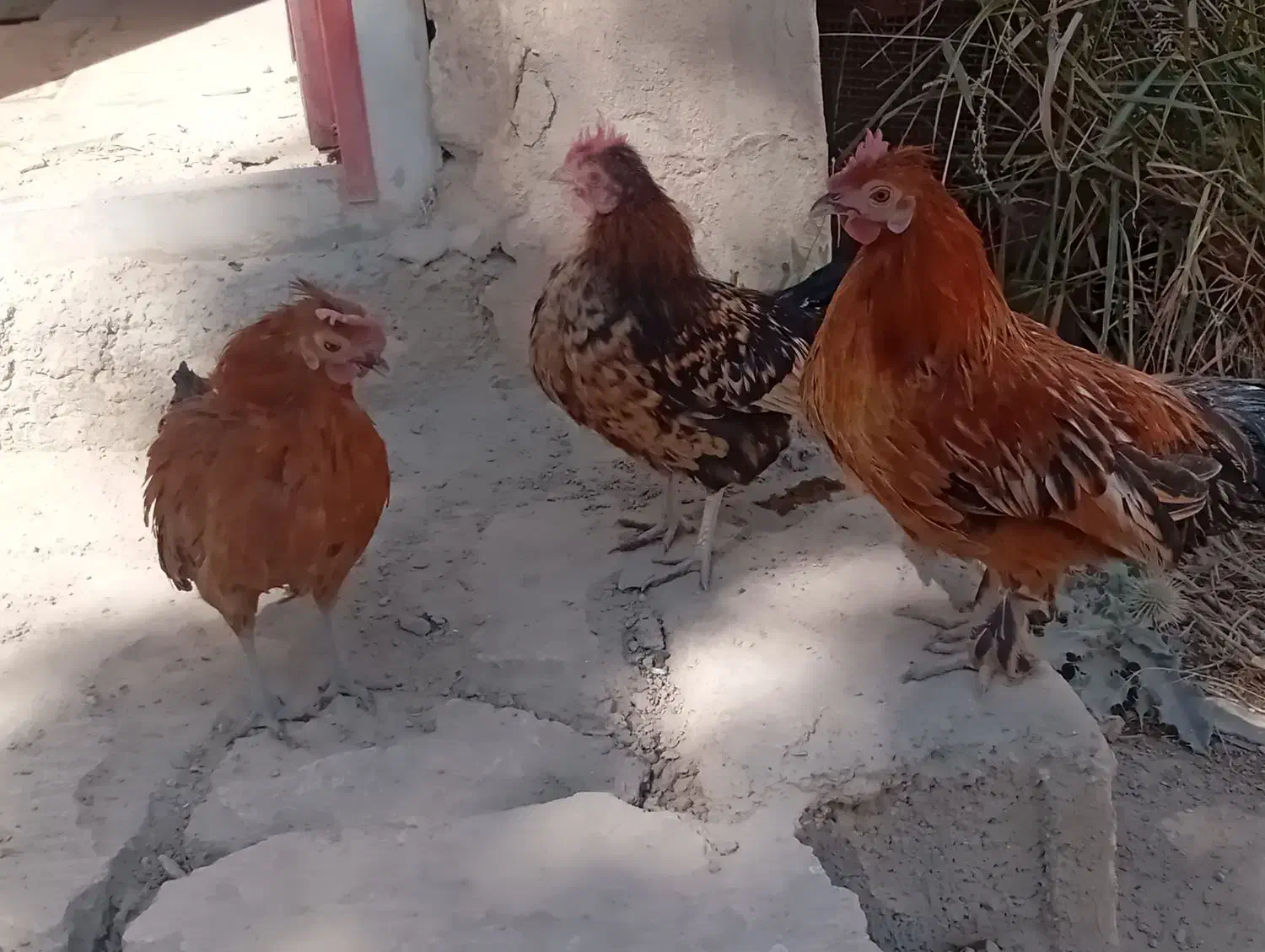 تخم مرغ سبرایت و میناتور|حیوانات مزرعه|دماوند, دماوند|دیوار