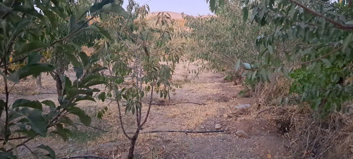 فروش فوری باغ مجهز با اتاق و فنس شرایط چکی|فروش دفتر صنعتی، کشاورزی، تجاری|سامان, |دیوار