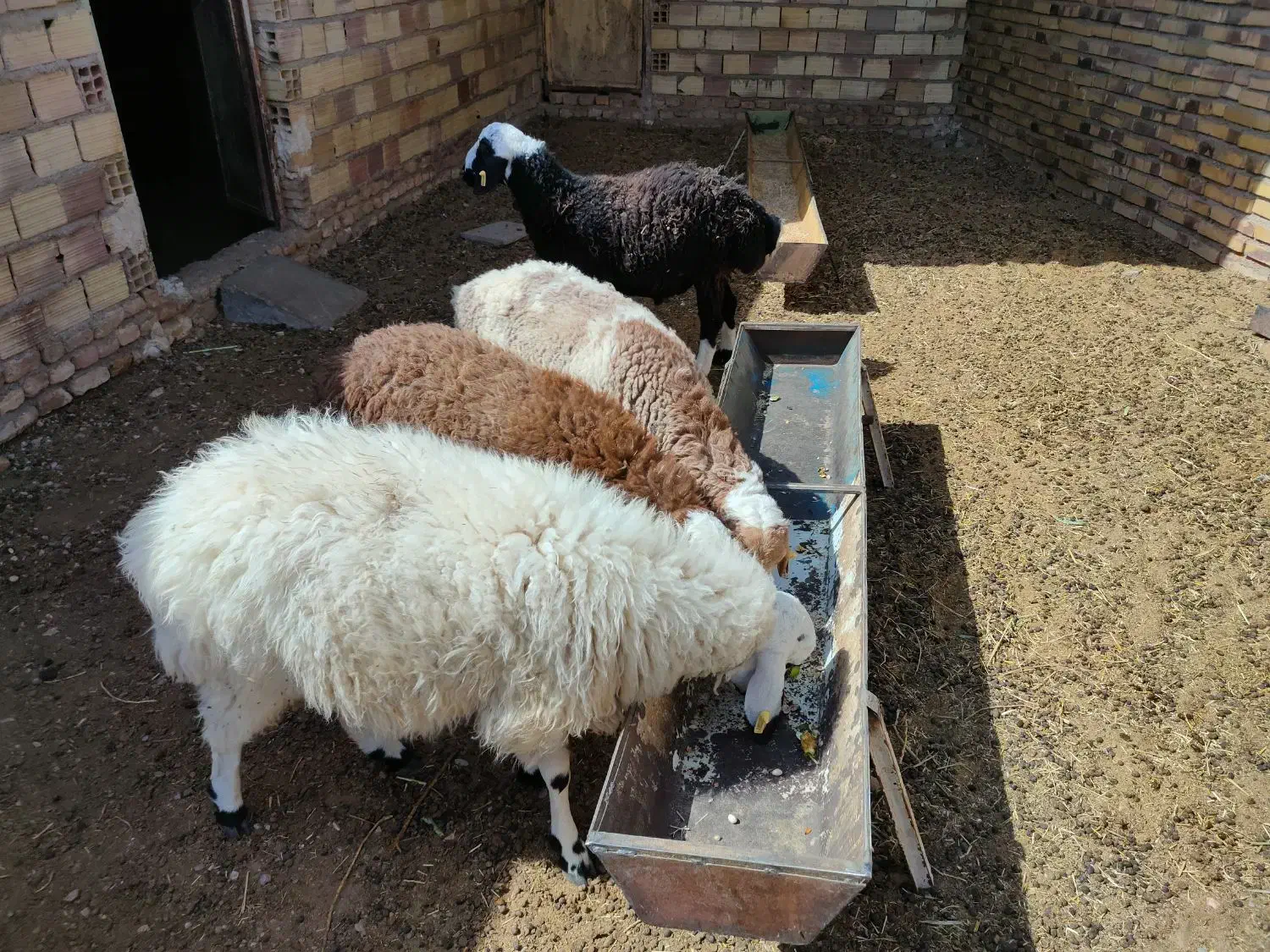 بره و شیشک|حیوانات مزرعه|زیرکوه, |دیوار