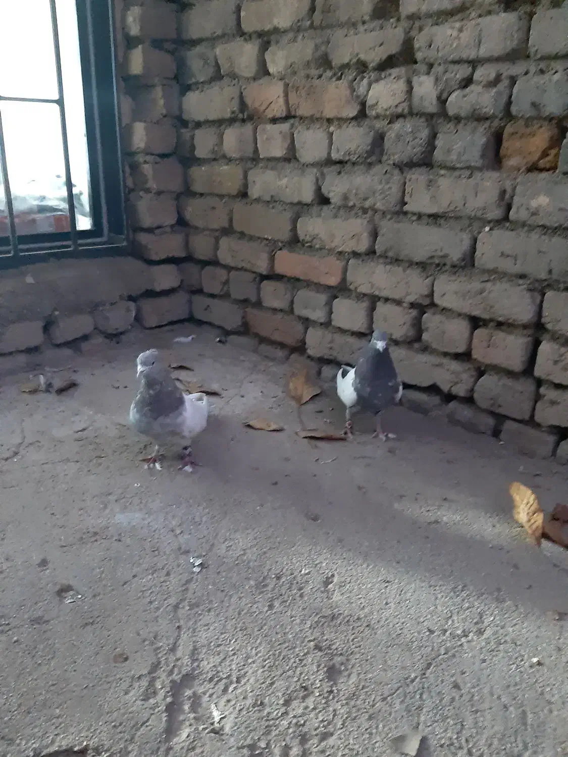 یجفت سینه ای دوعدد نر|پرنده|الیگودرز, |دیوار