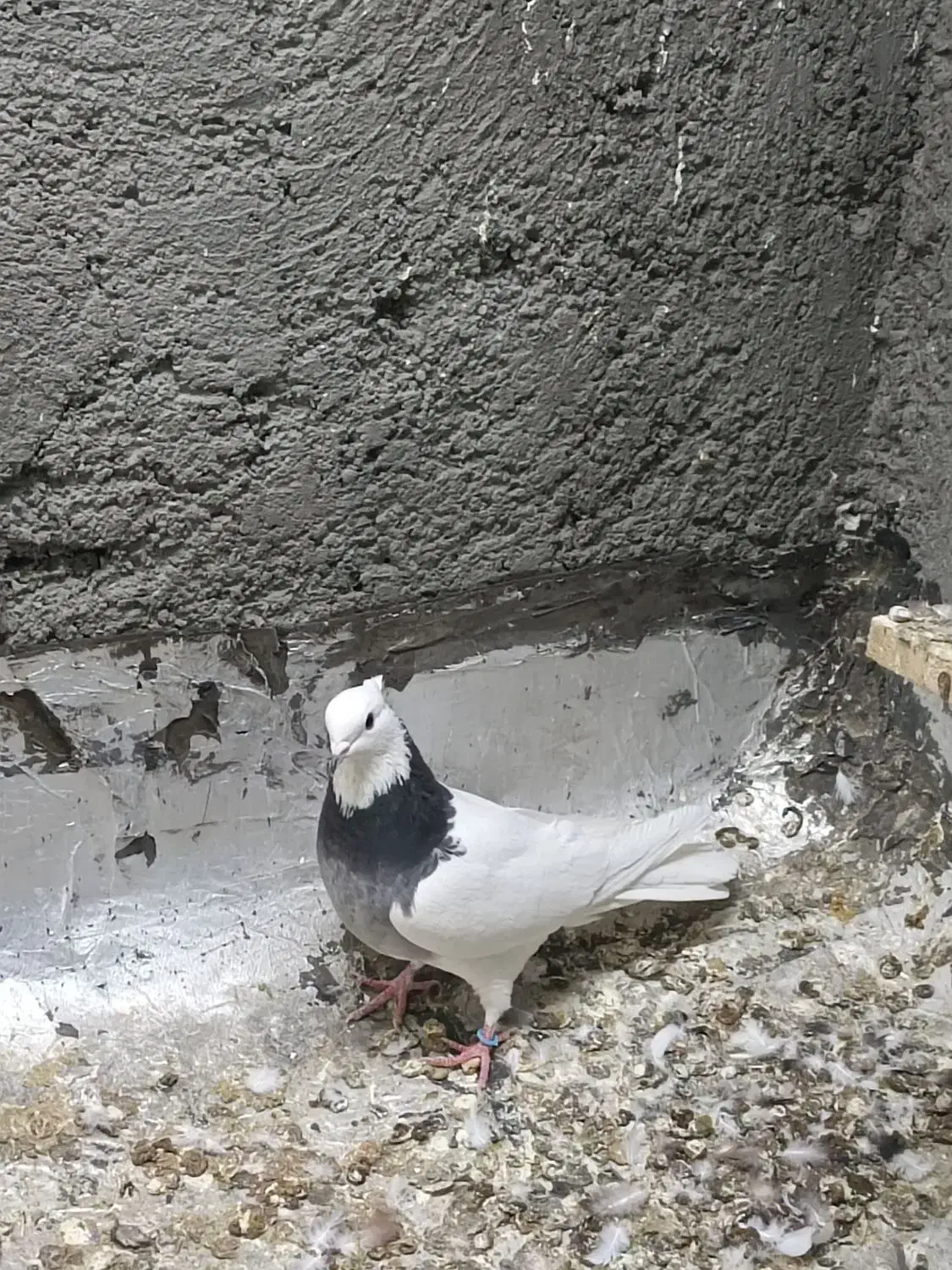 یک جفت کبوتر طوقی بدون غلط|پرنده|برخوار, |دیوار