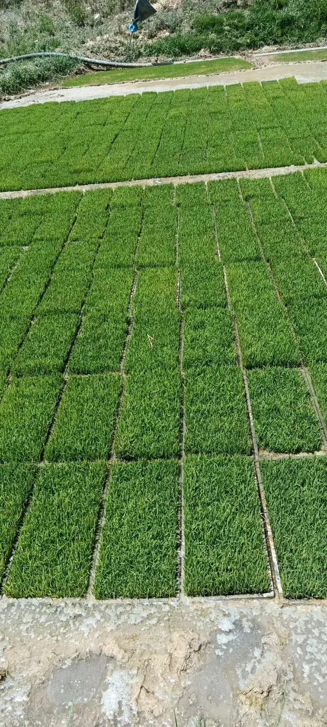 برنج کامفیروزی|خوردنی و آشامیدنی|سپیدان, |دیوار