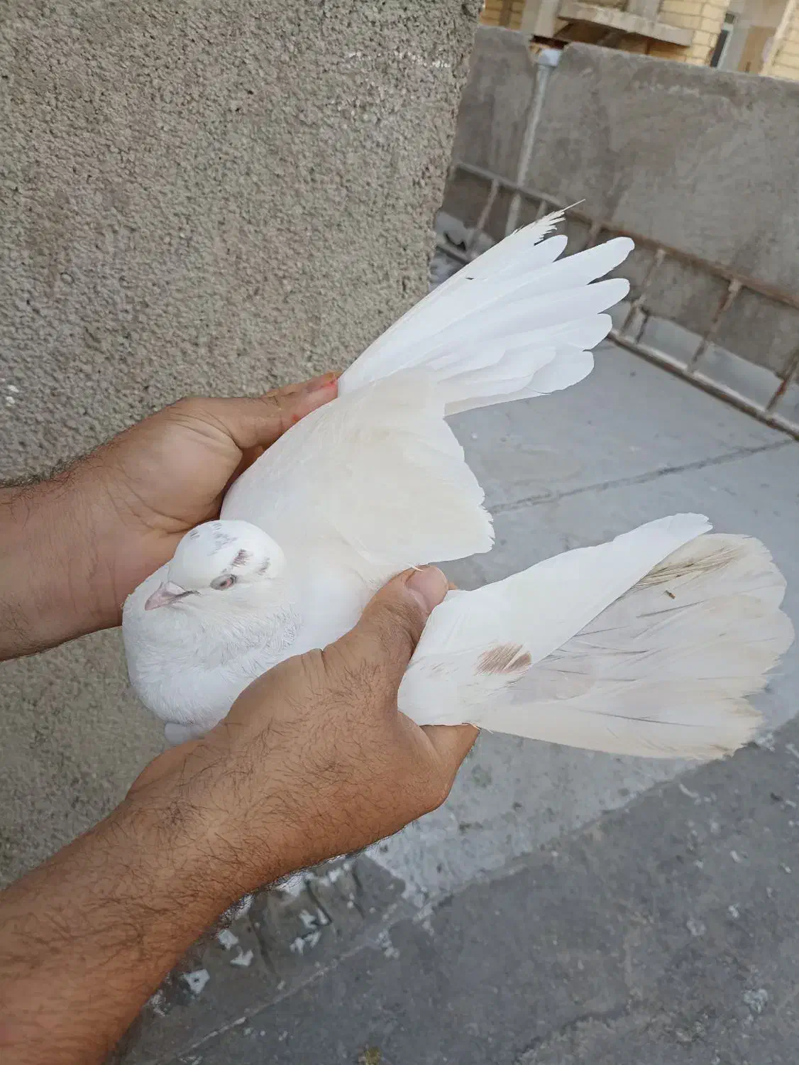 کبوتر|پرنده|رباط‌کریم, شهرک صنعتی نصیرآباد|دیوار