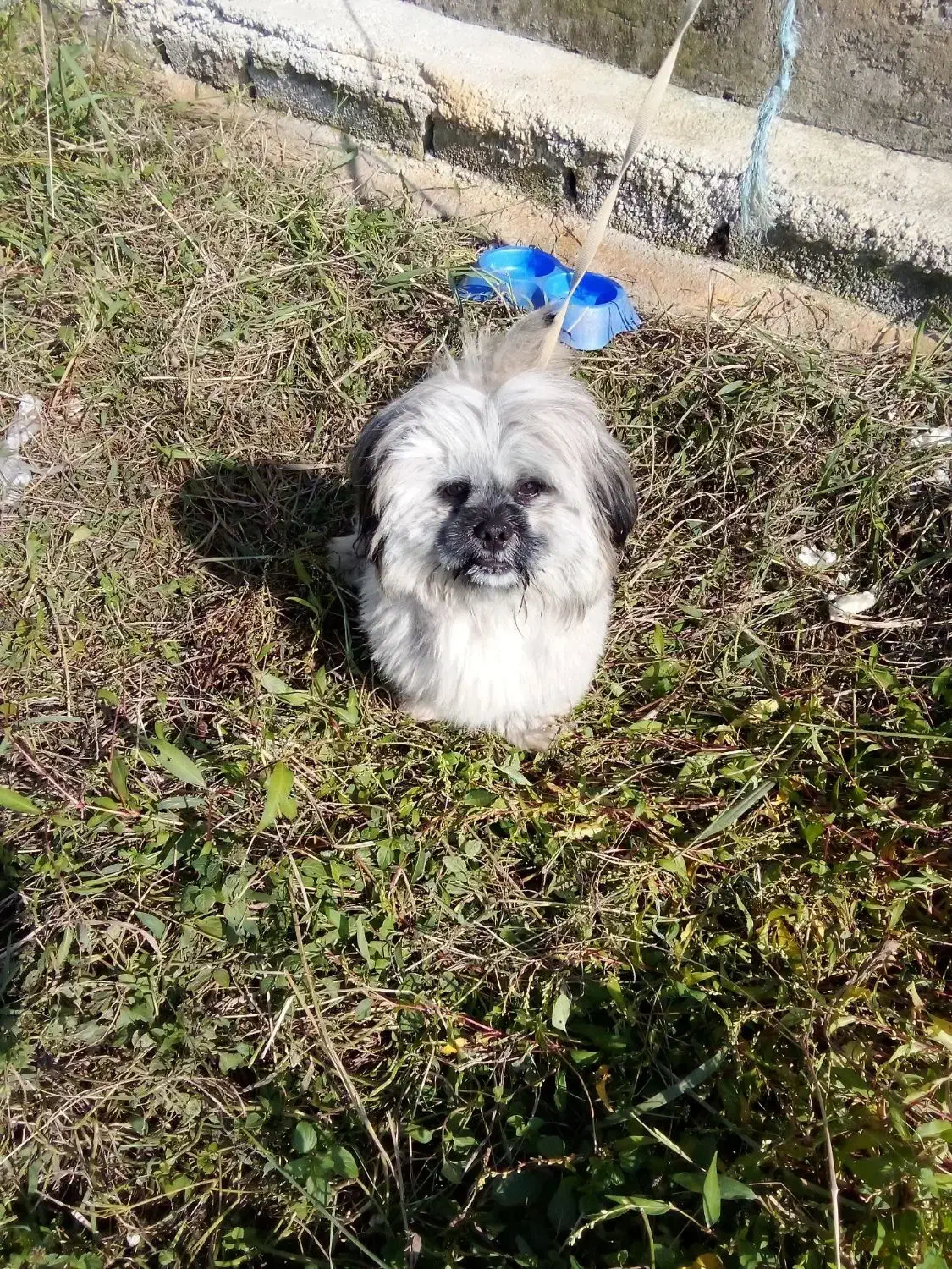 سگ شیتزو|سگ|رضوانشهر, |دیوار