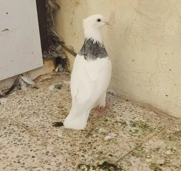 طوقی هفت رنگ شکلاتی،دم سیاه|پرنده|جم, |دیوار