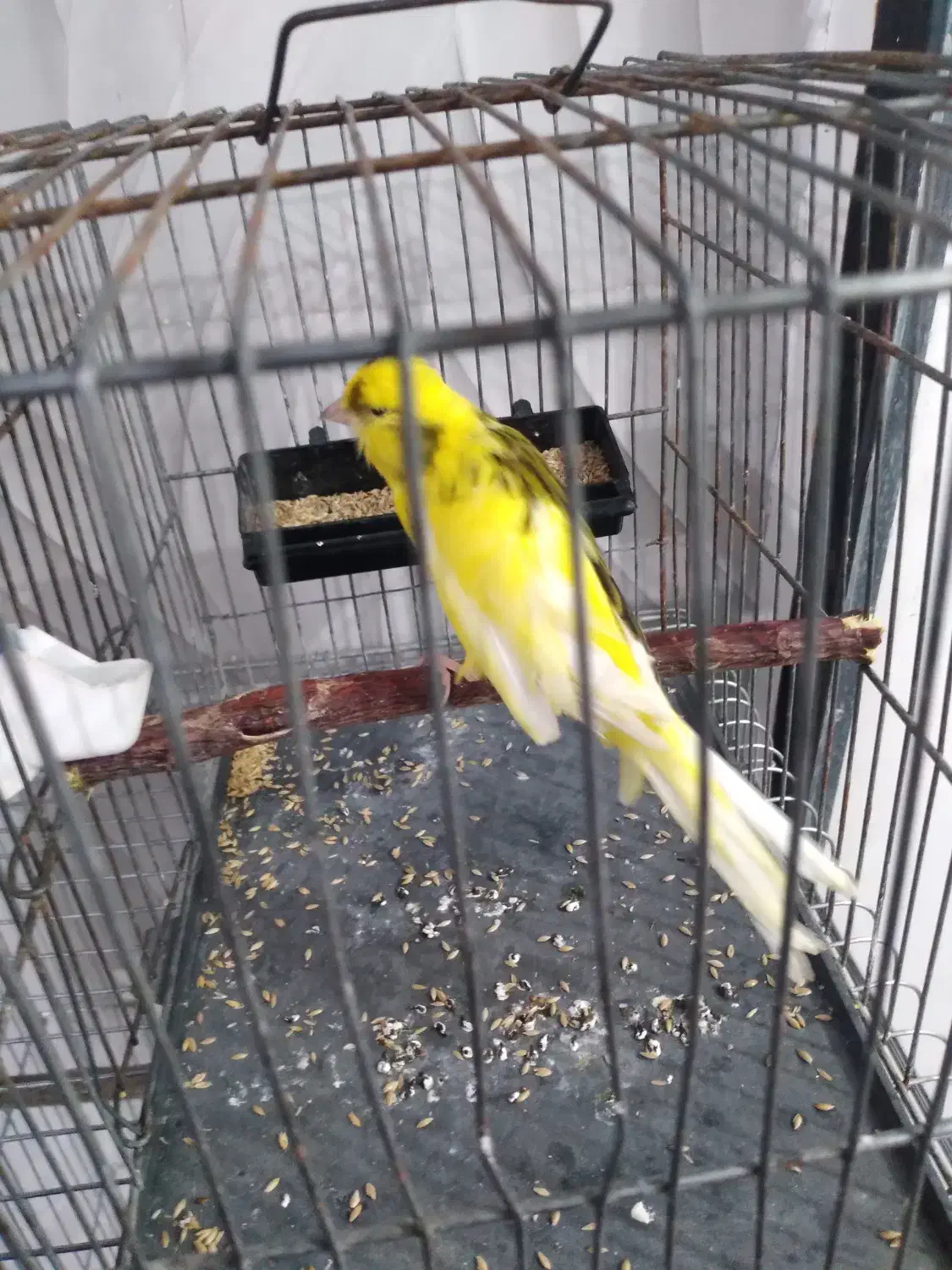 جوجه قناری رسمی بلند|پرنده|مهدی شهر, |دیوار